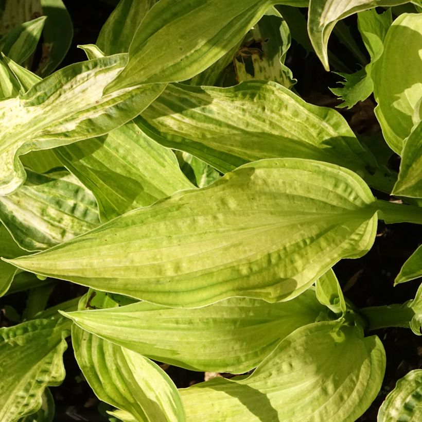 Hosta fortunei Allegan Fog (Foliage)