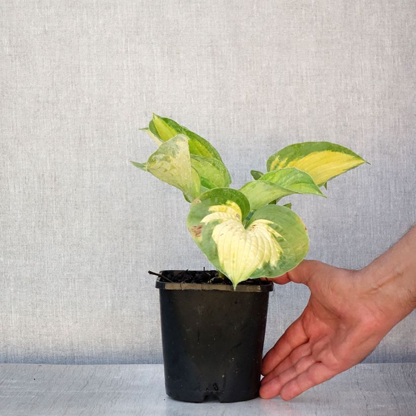 Hosta Alligator Alley Pot de 1,5L/2L sample as delivered in summer