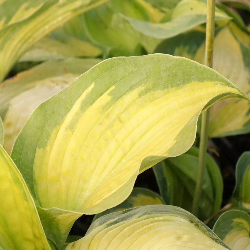 Hosta Alligator Alley (Foliage)