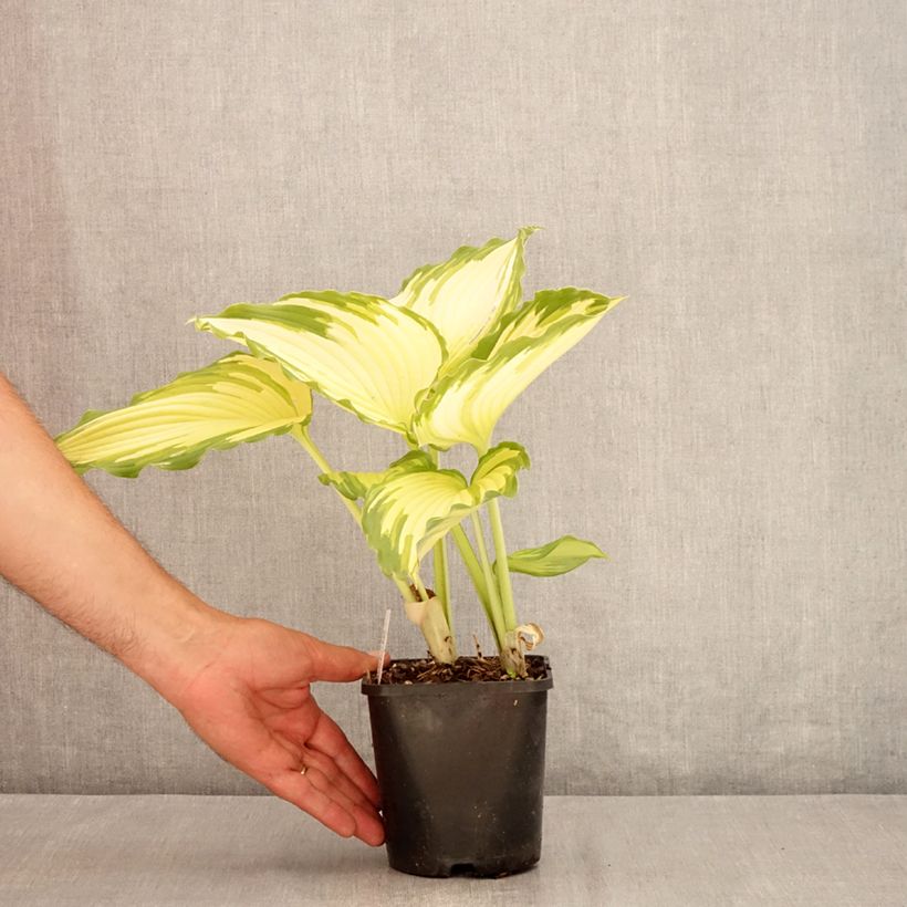Hosta Amalia 1.5L/2L pot sample as delivered in summer
