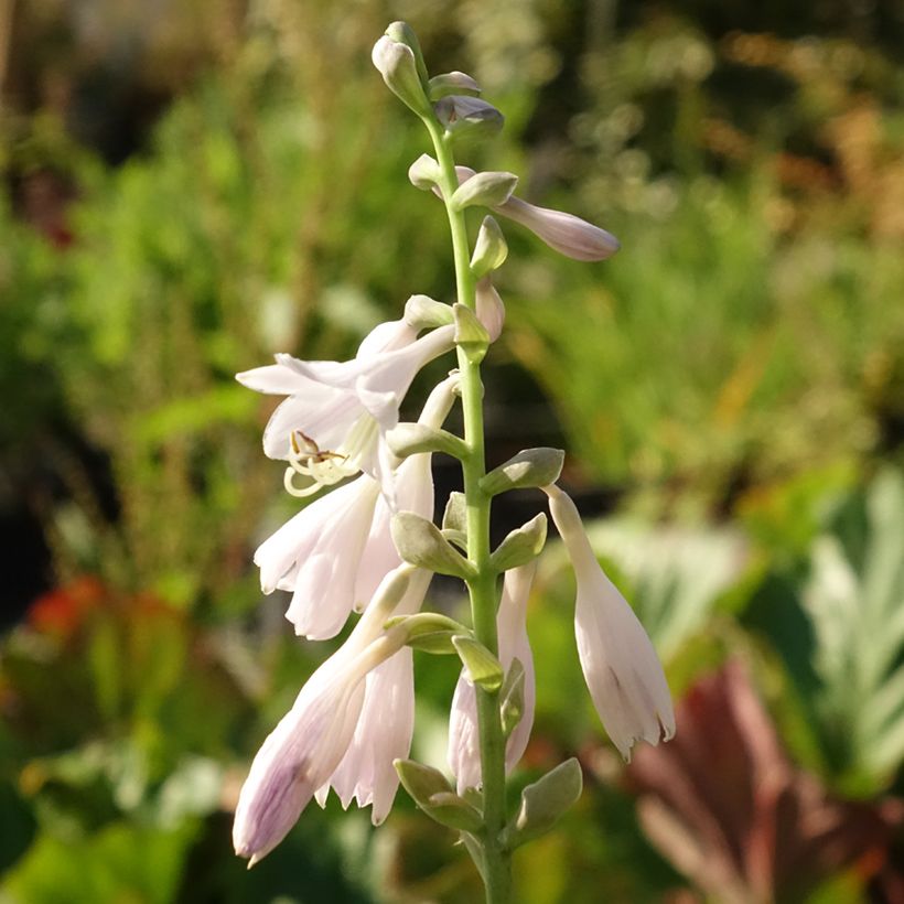 Hosta August Moon (Flowering)