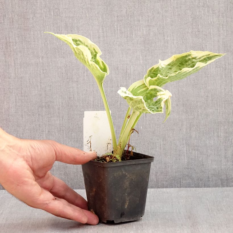 Hosta Austin Dickinson 8/9 cm pot sample as delivered in summer
