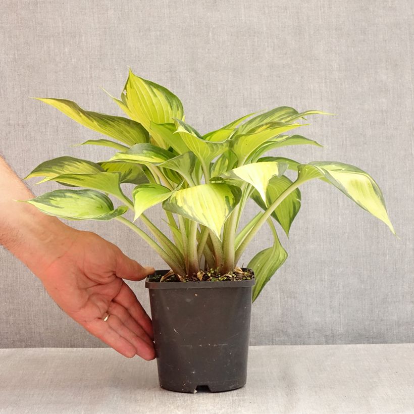 Hosta Ayesha 1.5L/2L pot sample as delivered in summer