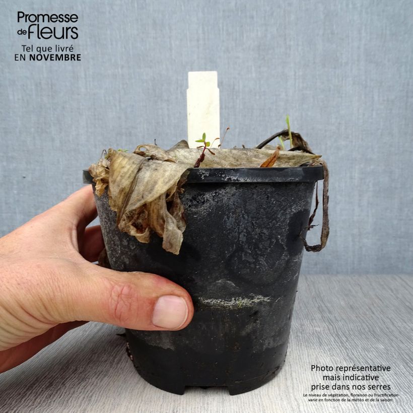 Hosta Beach Boy Pot de 1,5L/2L sample as delivered in autumn