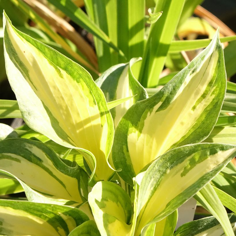 Hosta Beach Boy (Foliage)