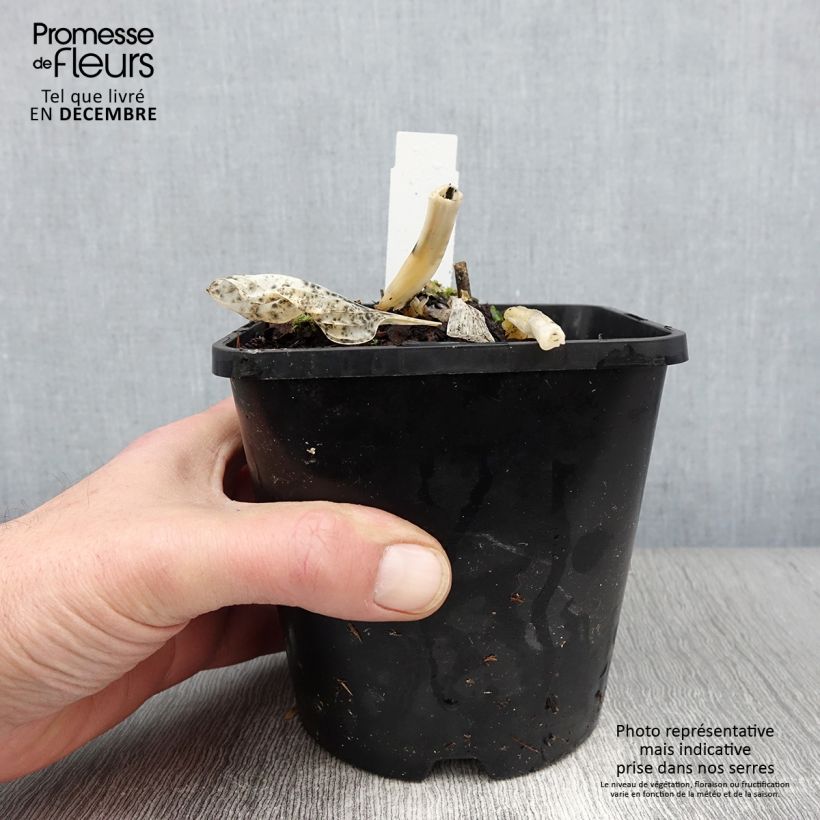 Hosta Big Daddy 2L/3L pot sample as delivered in autumn