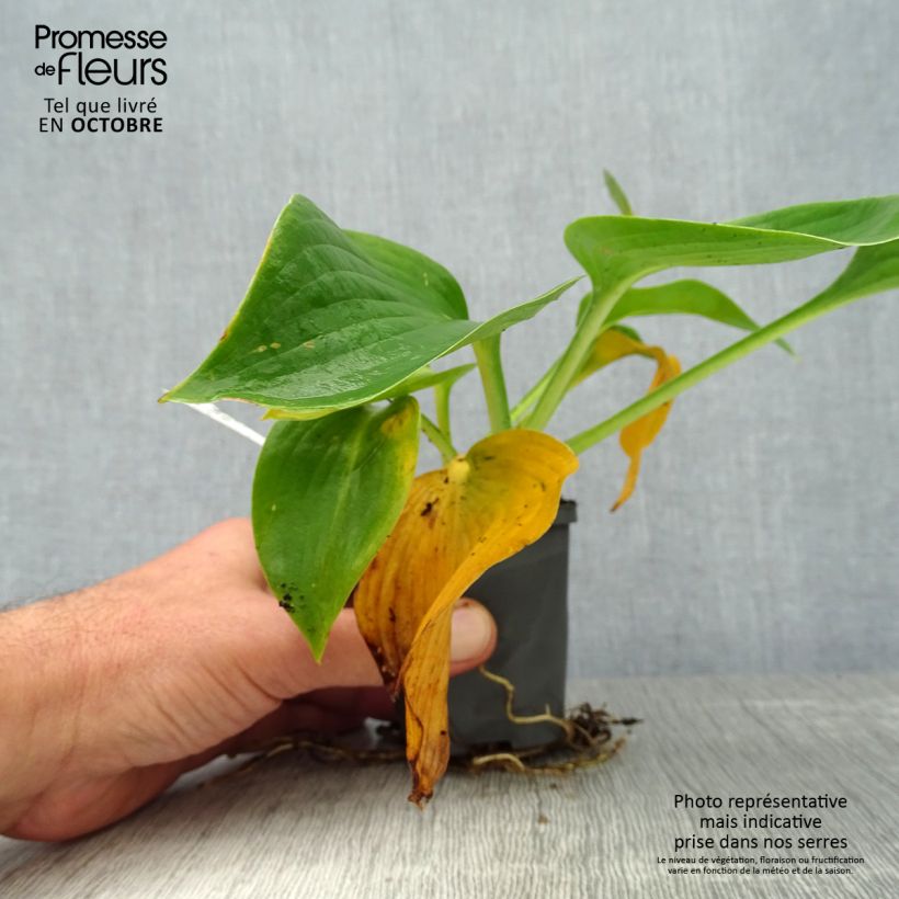 Hosta Blue Angel 8/9 cm pot sample as delivered in autumn