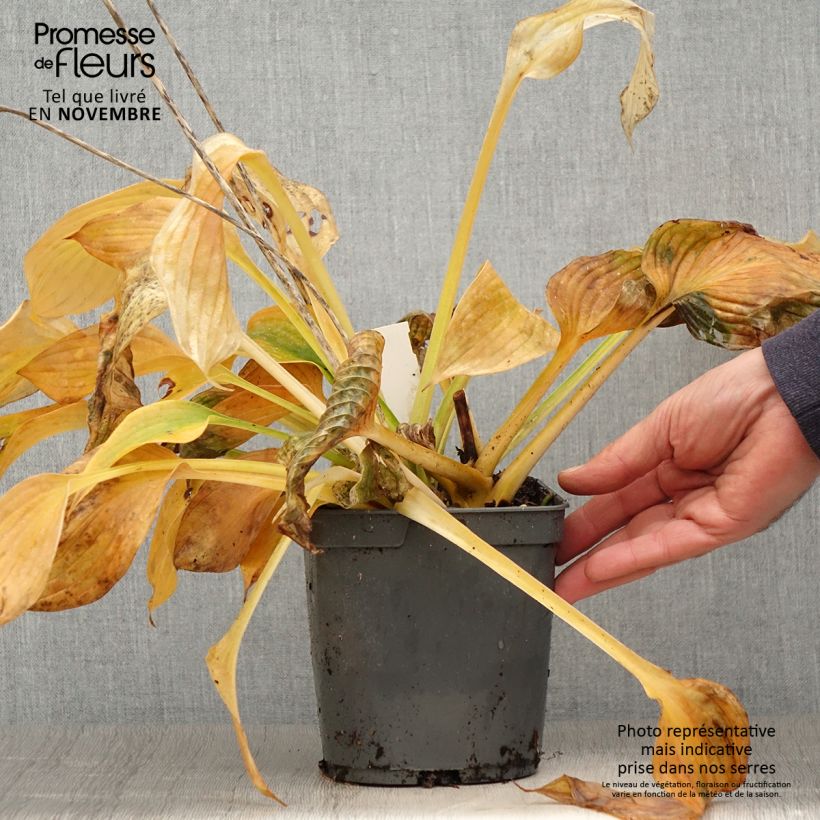 Hosta Blue Angel 1.5L/2L pot sample as delivered in autumn