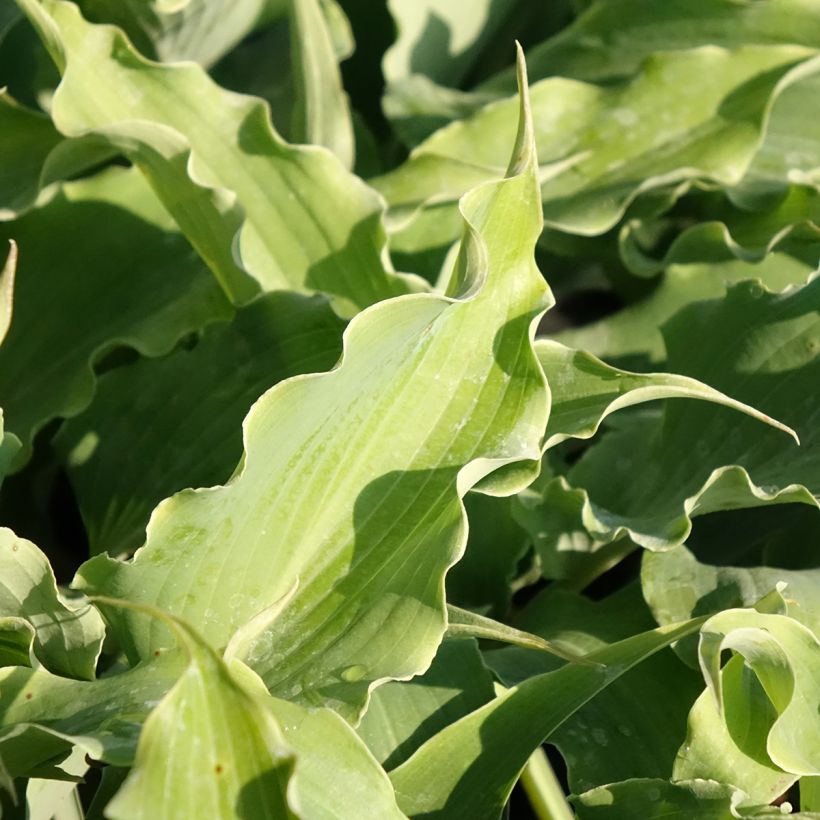 Hosta Blue Cascade - Plantain Lily (Foliage)