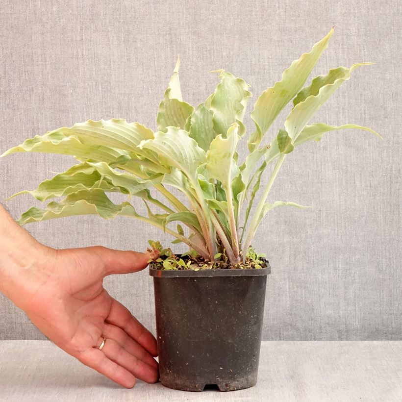 Hosta  Blue Cascade - Plantain Lily 1.5L/2L pot sample as delivered in summer