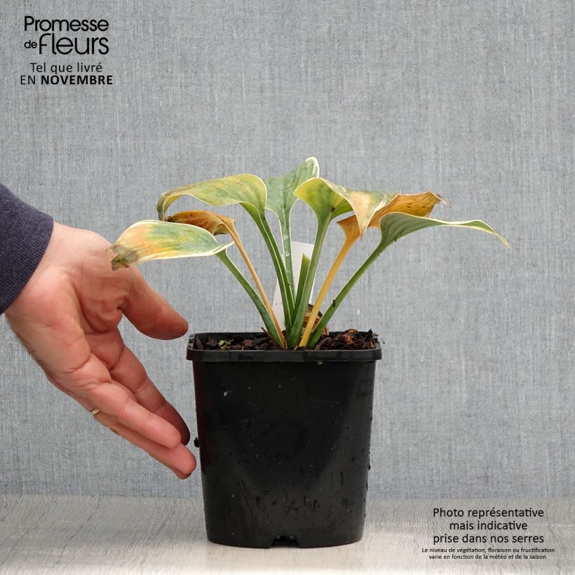 Hosta Blue Flame 1.5L/2L pot sample as delivered in autumn