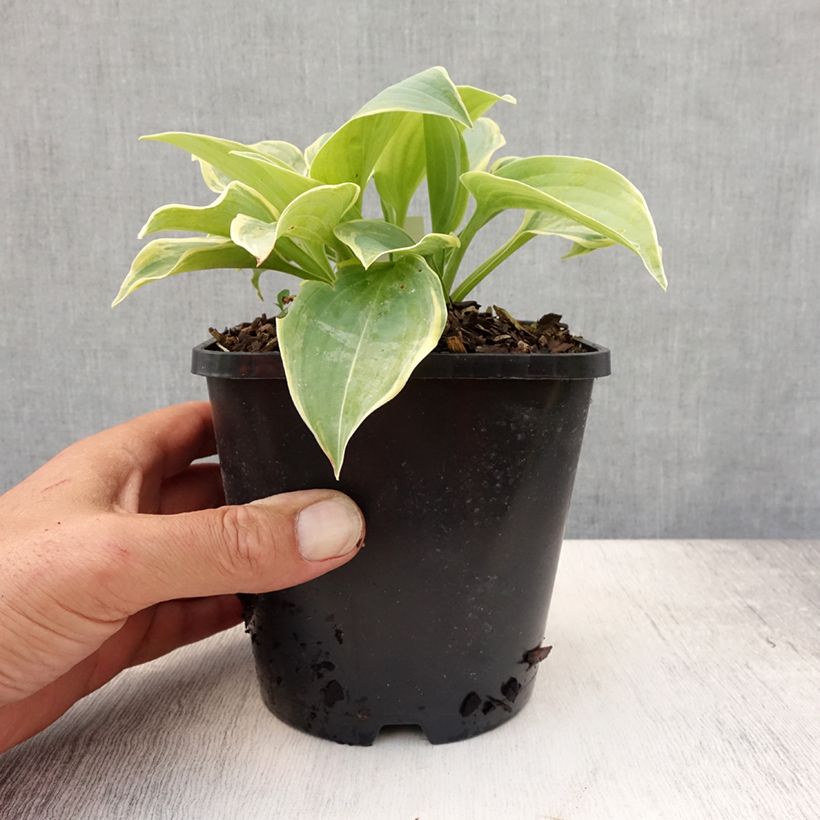 Hosta Blue Flame Pot de 1,5L/2L sample as delivered in summer