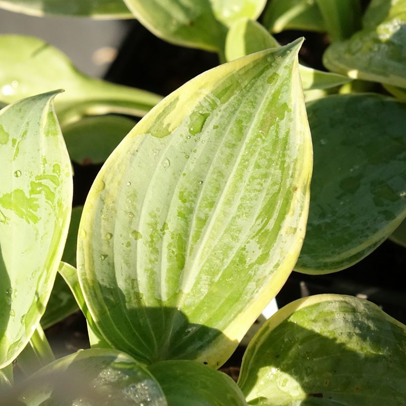 Hosta Blue Flame (Foliage)