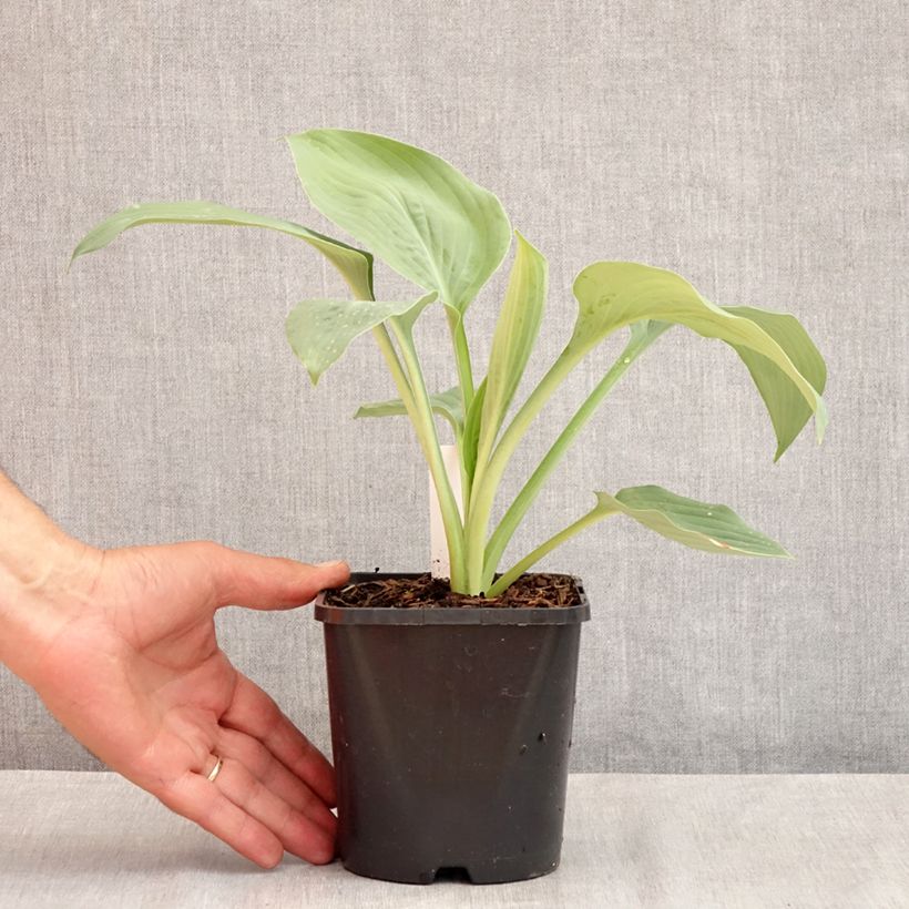 Hosta Blue Mammoth 1.5L/2L pot sample as delivered in summer