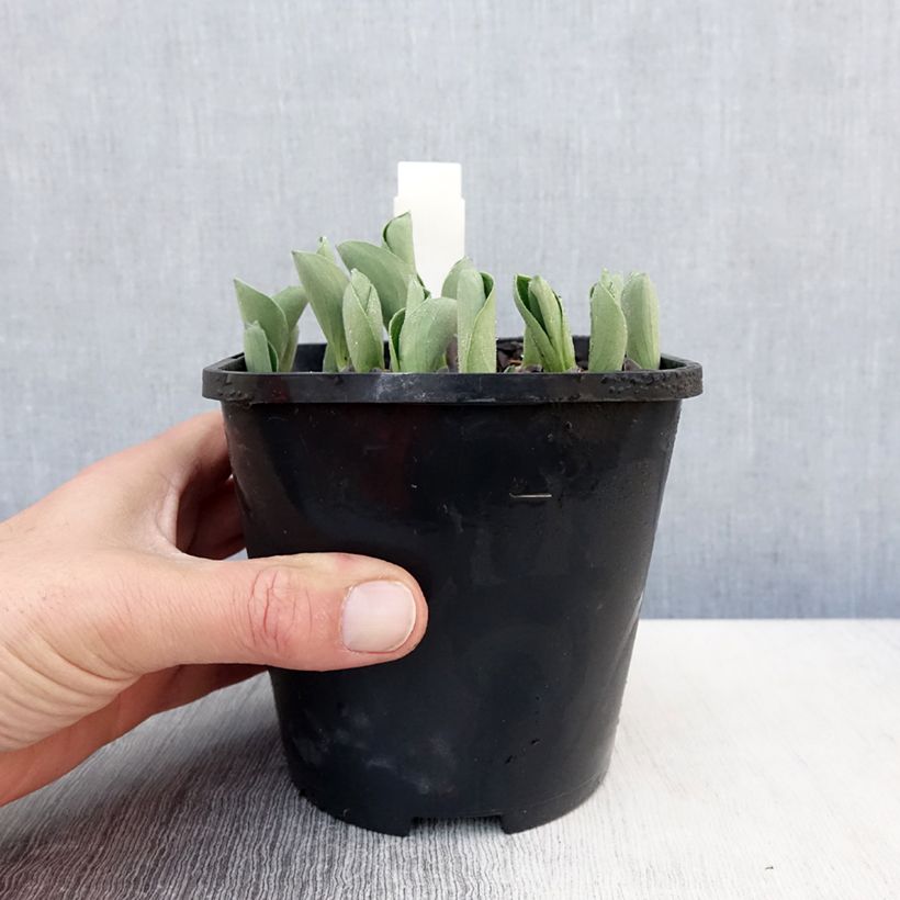 Hosta Blue Mouse Ears - Hosta bleu miniature Pot de 1.5L/2L sample as delivered in spring