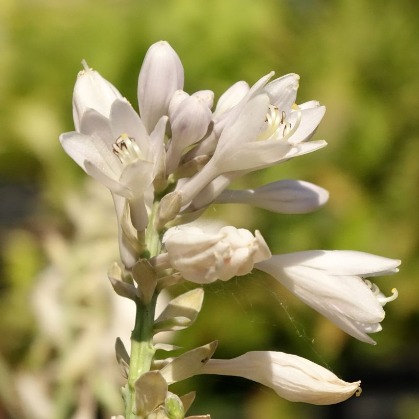 Hosta sieboldiana Blue Vision (Flowering)