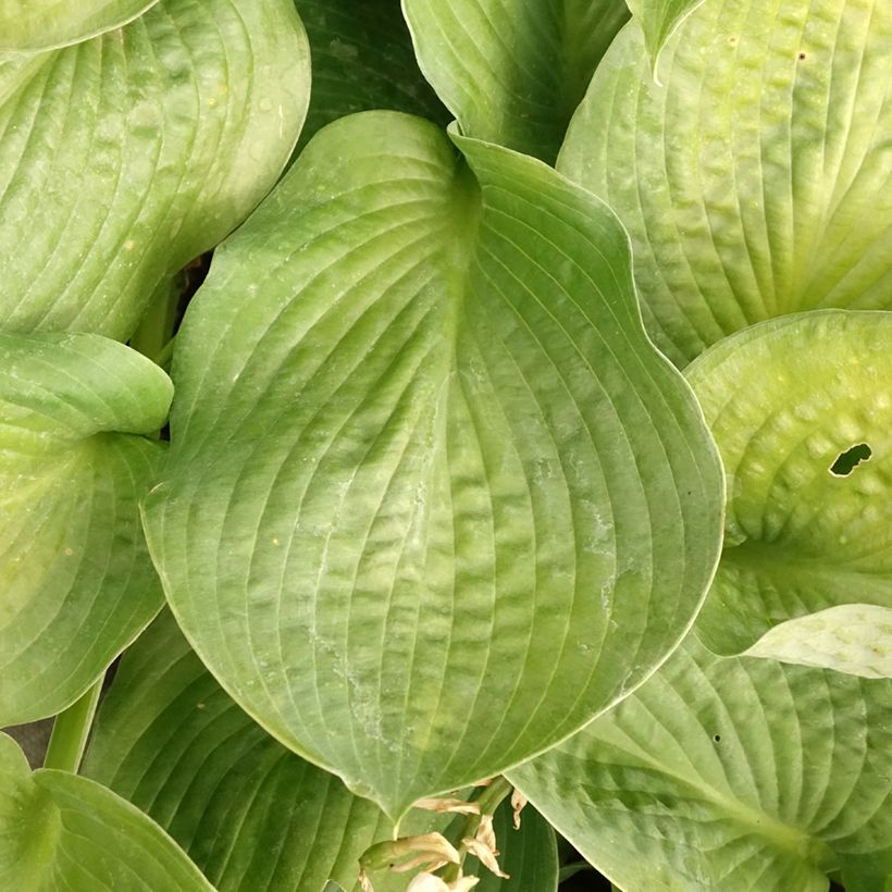 Hosta Bressingham Blue (Foliage)