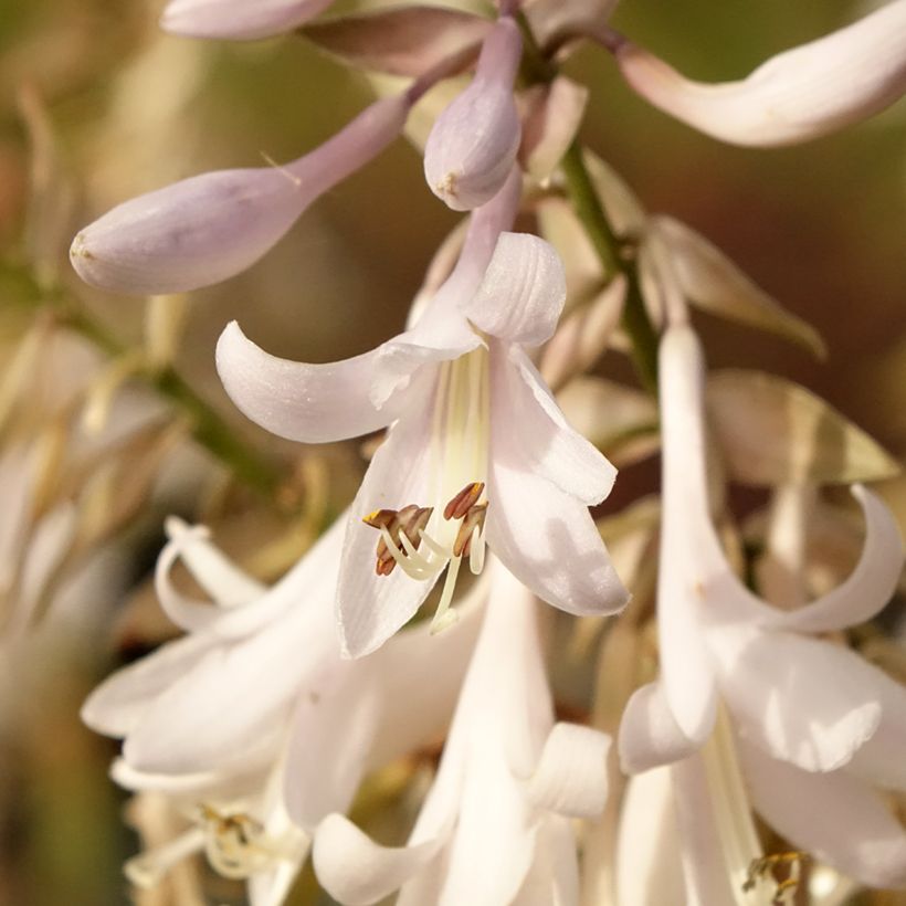 Hosta Bridal Falls (Flowering)