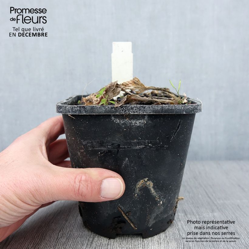 Hosta Broad Street 1.5L/2L pot sample as delivered in autumn