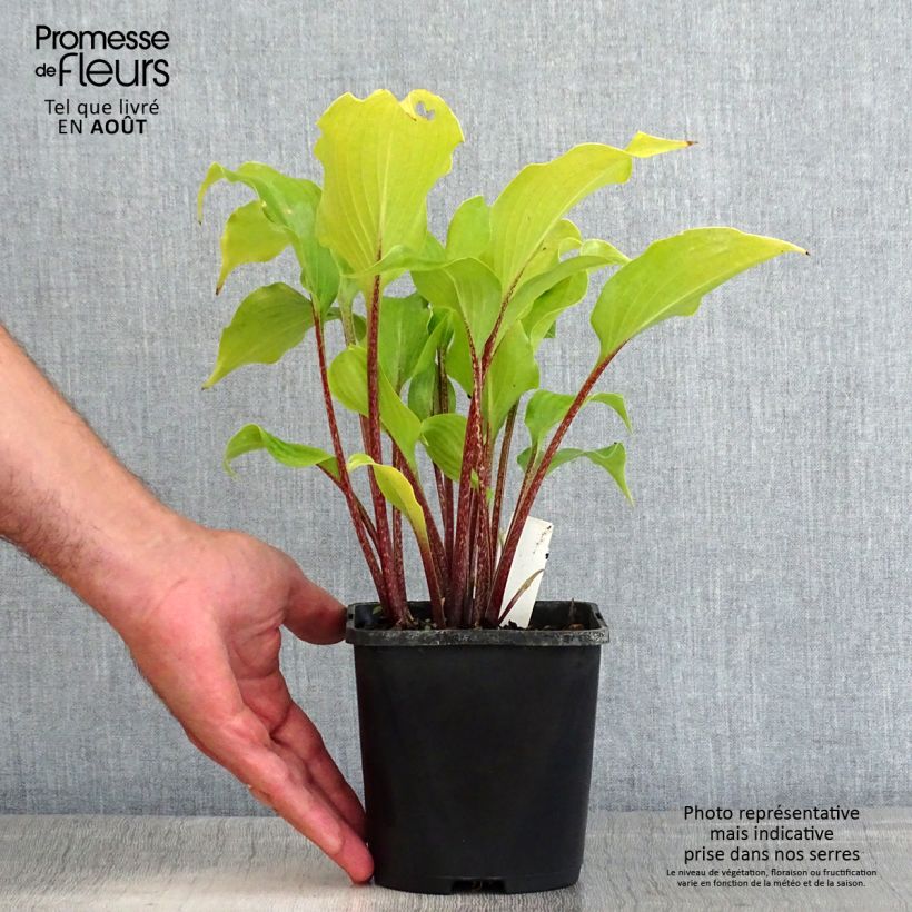Hosta Broad Street 1.5L/2L pot sample as delivered in summer