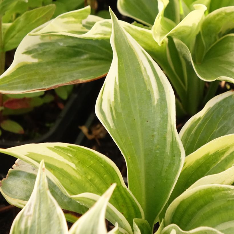 Hosta Broadway (Foliage)