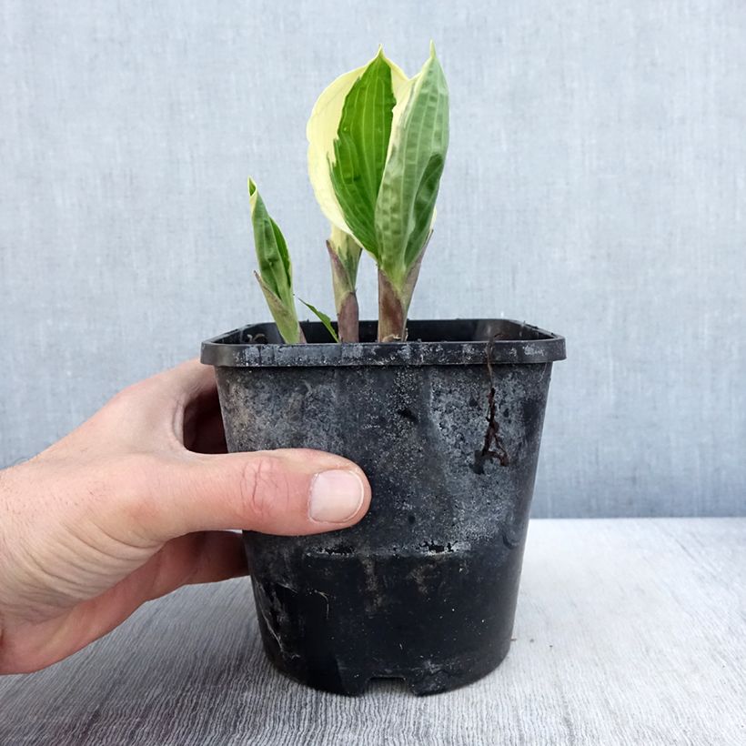 Hosta Captain’s Adventure Pot de 1,5L/2L sample as delivered in spring
