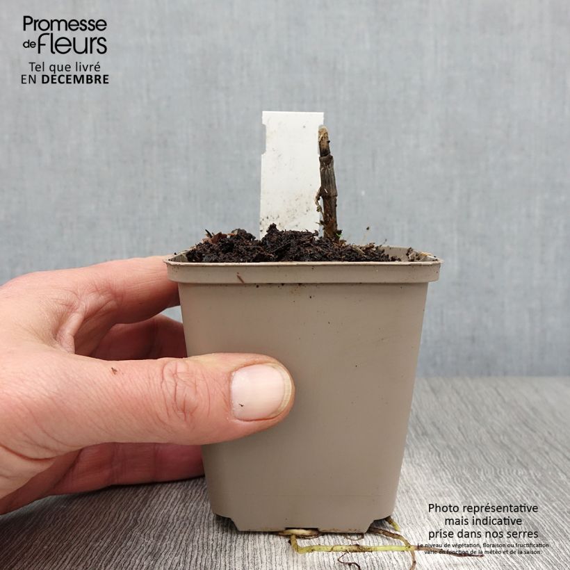 Hosta Cliffords Forest Fire 8/9 cm pot sample as delivered in autumn