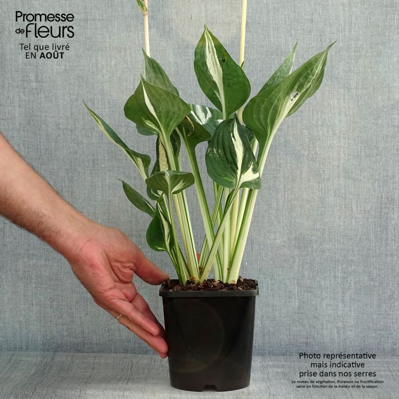 Hosta Cliffords Stingray 1.5L/2L pot sample as delivered in summer