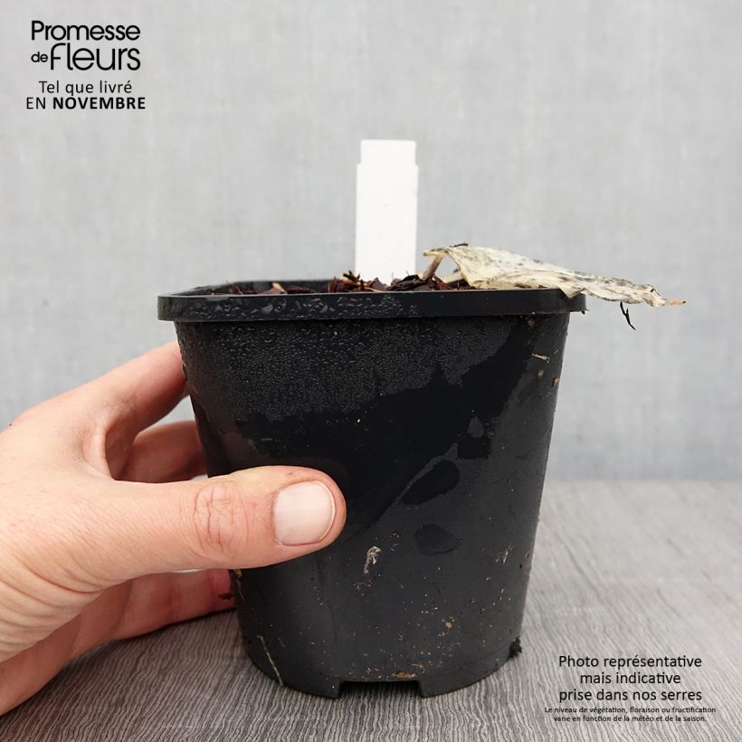 Hosta Colour Festival 1.5L/2L pot sample as delivered in autumn