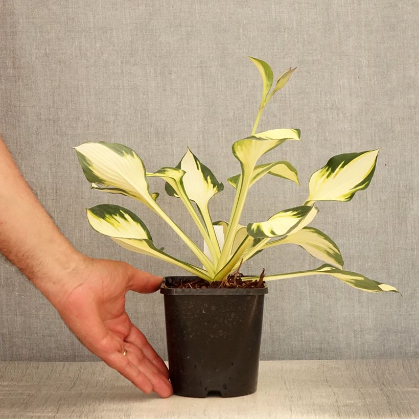 Hosta Colour Festival 1.5L/2L pot sample as delivered in summer