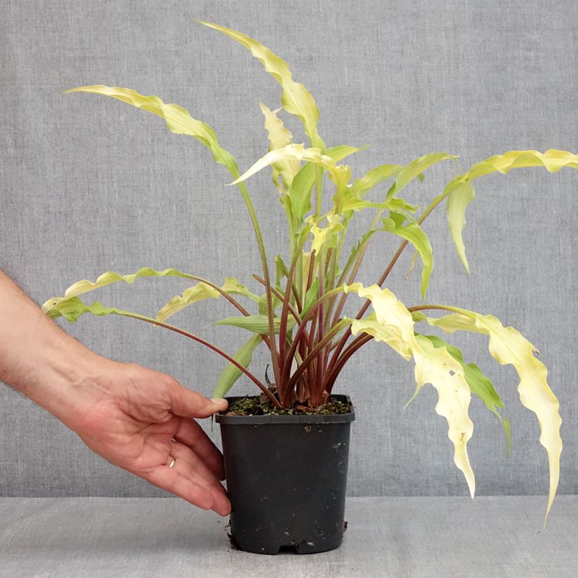 Hosta Curly Fries 1.5L/2L pot sample as delivered in summer