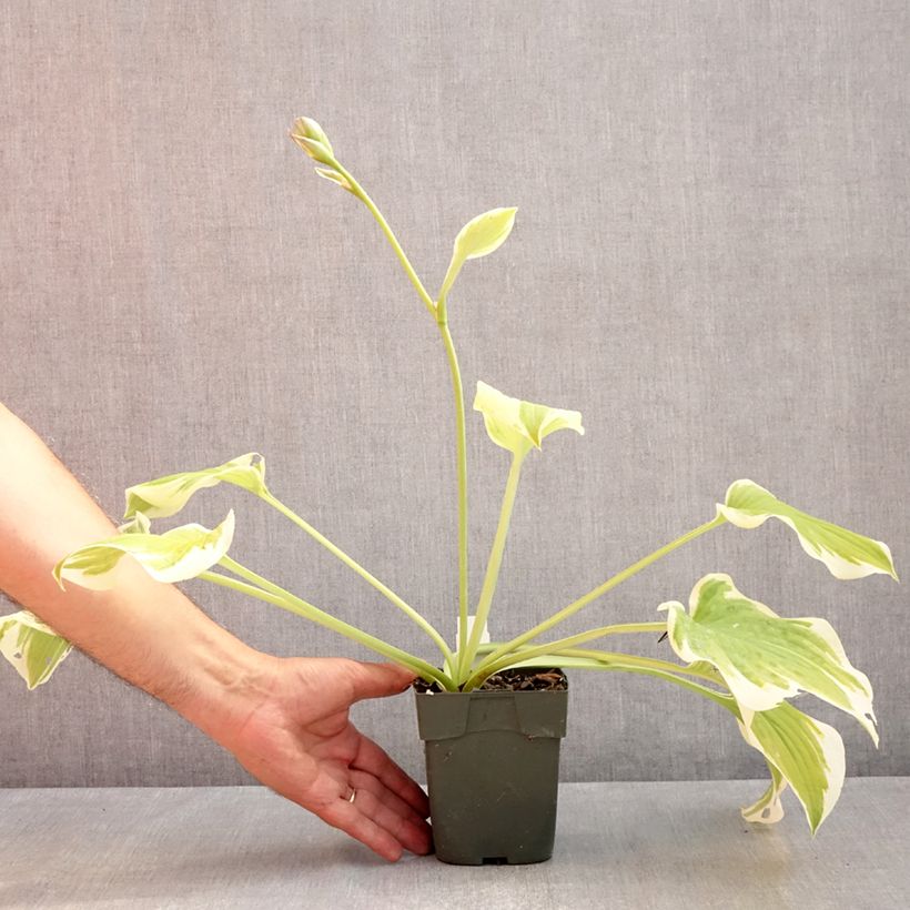 Hosta Delta Dawn 8/9 cm pot sample as delivered in summer