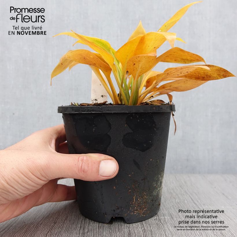 Hosta Devon Green Pot de 1,5L/2L sample as delivered in autumn