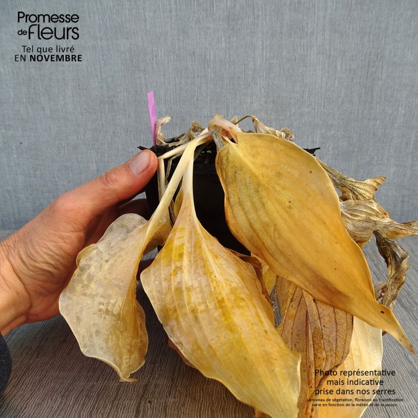 Hosta Diamond Lake 1.5L/2L pot sample as delivered in autumn