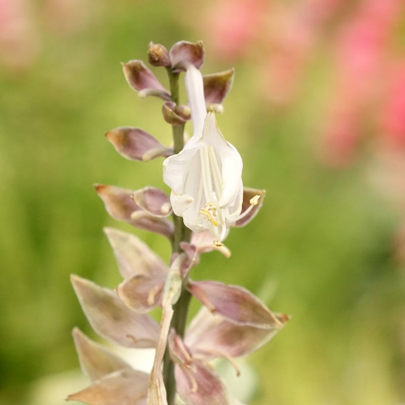 Hosta Diamond Lake (Flowering)