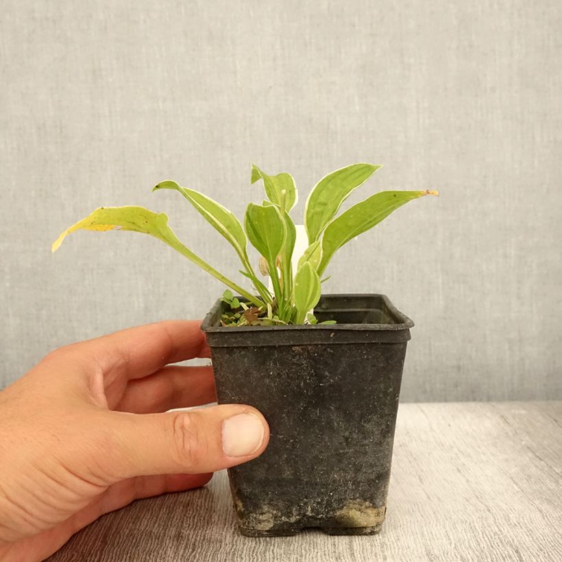 Hosta Diamond Tiara Godet de 9cm sample as delivered in summer