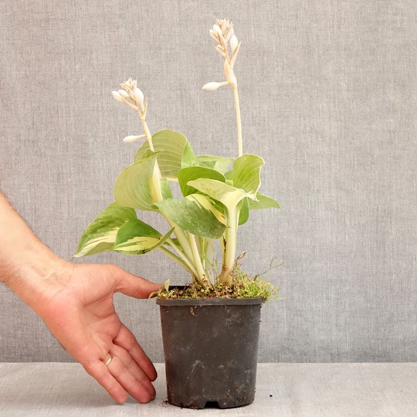 Hosta Dream Queen 1.5L/2L pot sample as delivered in summer