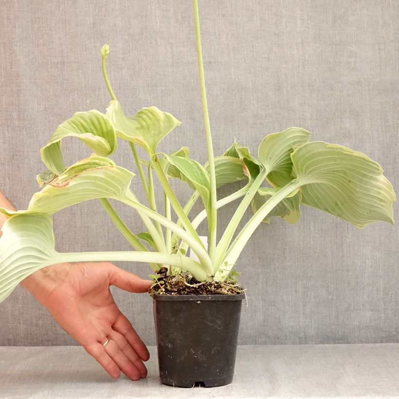 Hosta Earth Angel 1.5L/2L pot sample as delivered in summer
