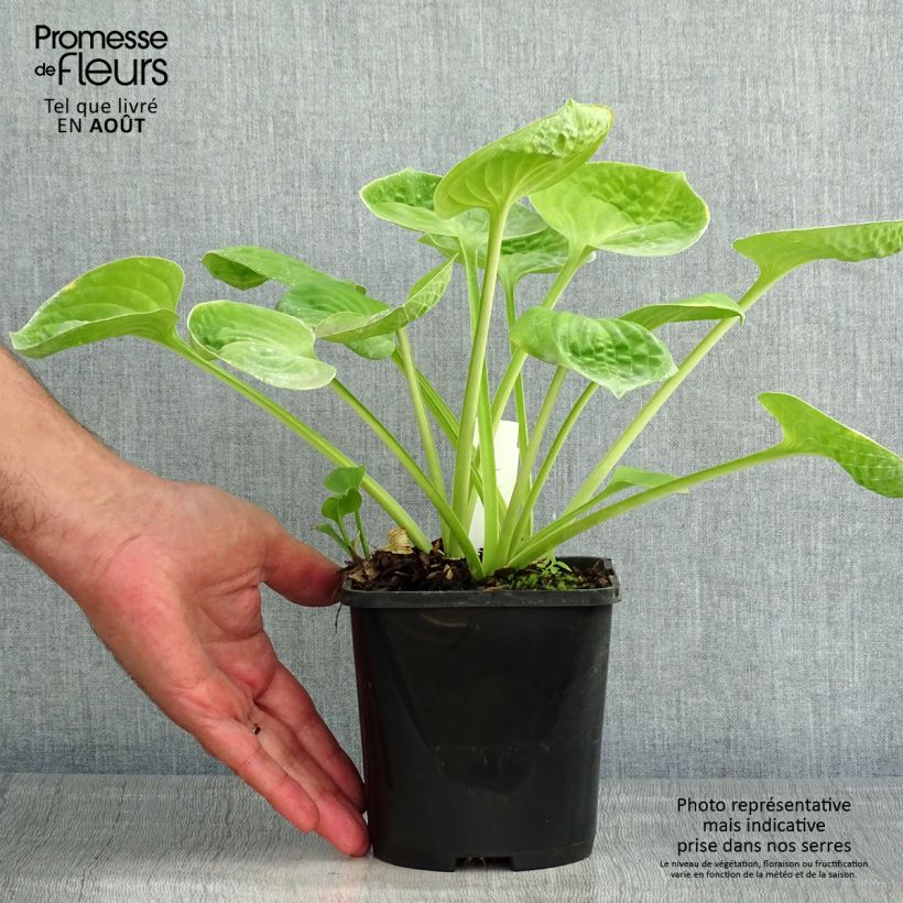 Hosta Eye Catcher 1.5L/2L pot sample as delivered in summer