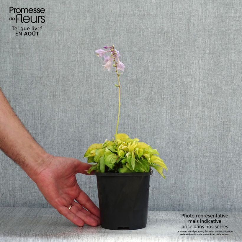 Hosta Faithful Heart 1.5L/2L pot sample as delivered in summer