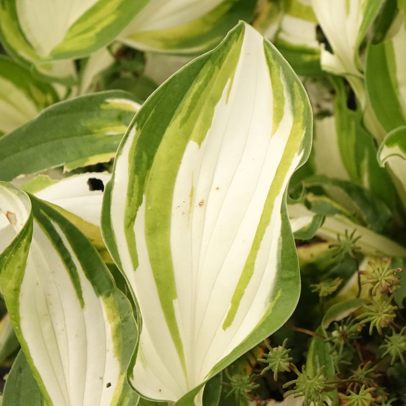 Hosta Fire and Ice (Foliage)