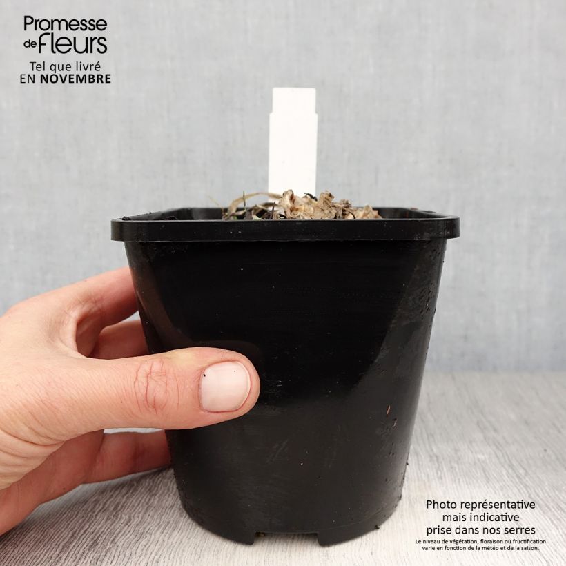 Hosta Fire and Ice Pot de 1,5L/2L sample as delivered in autumn