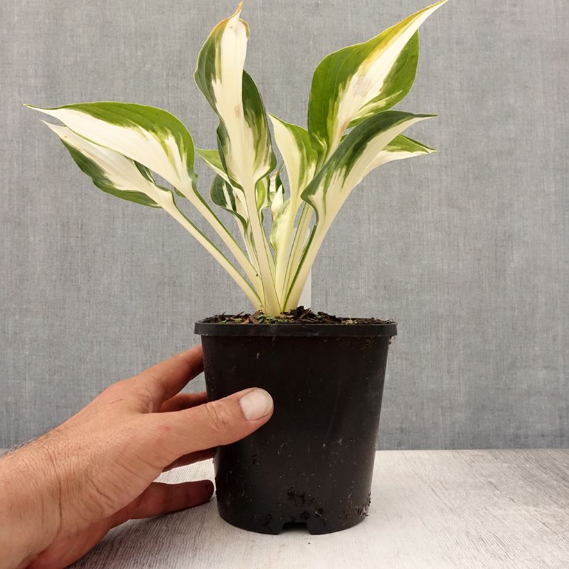 Hosta Fire and Ice 1.5L/2L pot sample as delivered in summer
