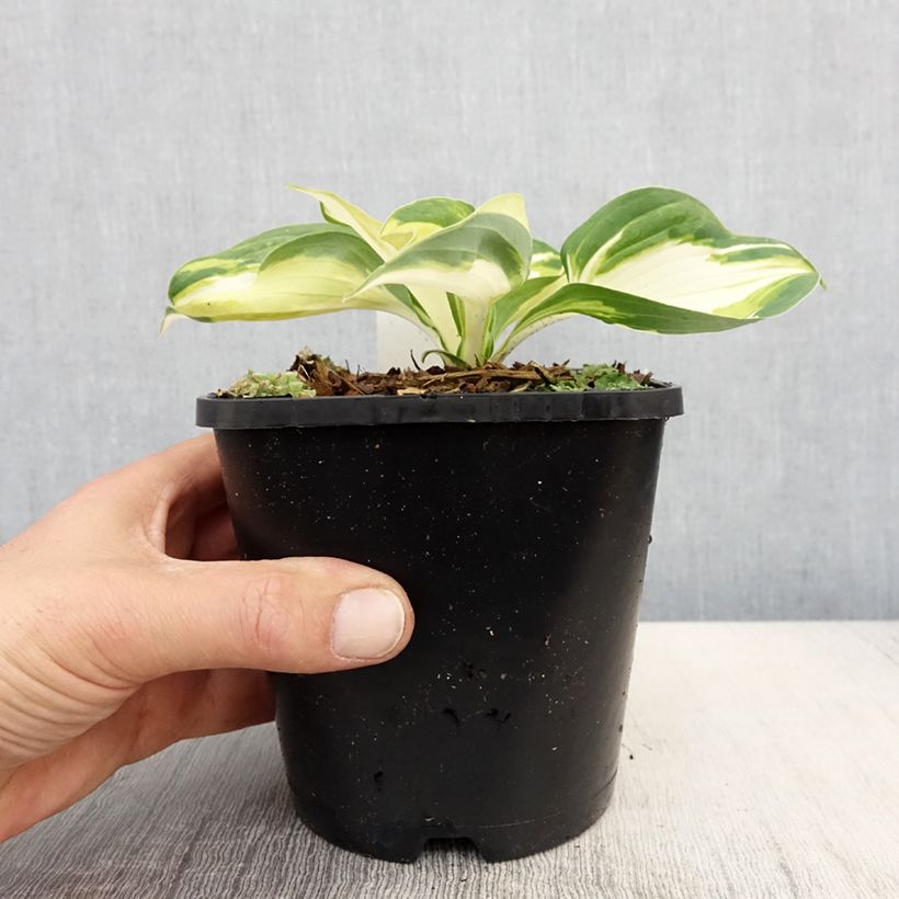 Hosta Fire and Ice Pot de 1,5L/2L sample as delivered in spring