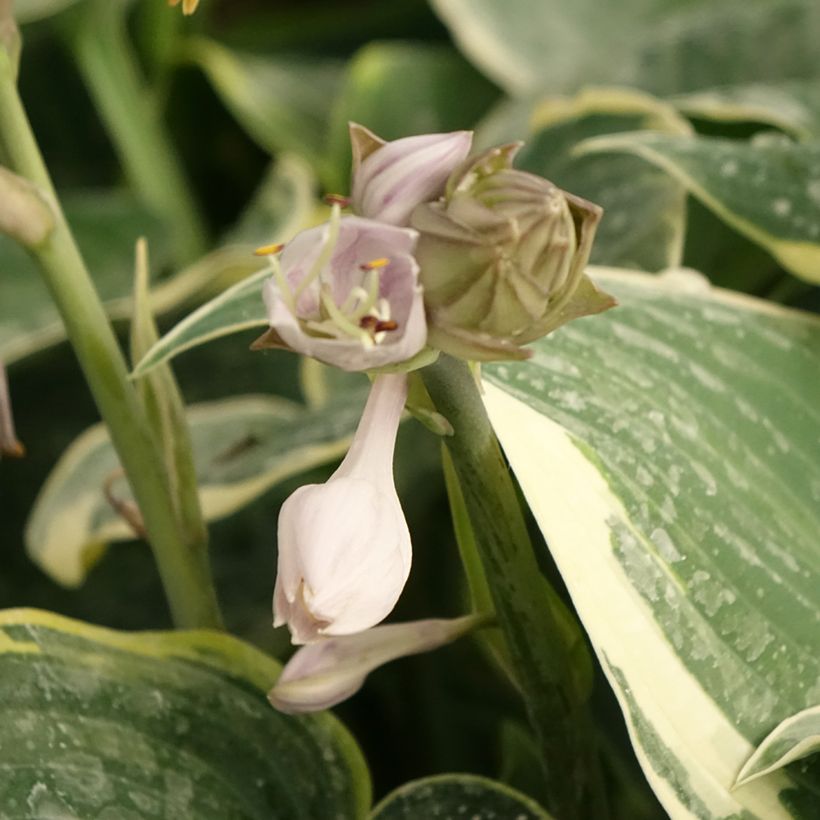 Hosta First Frost (Flowering)