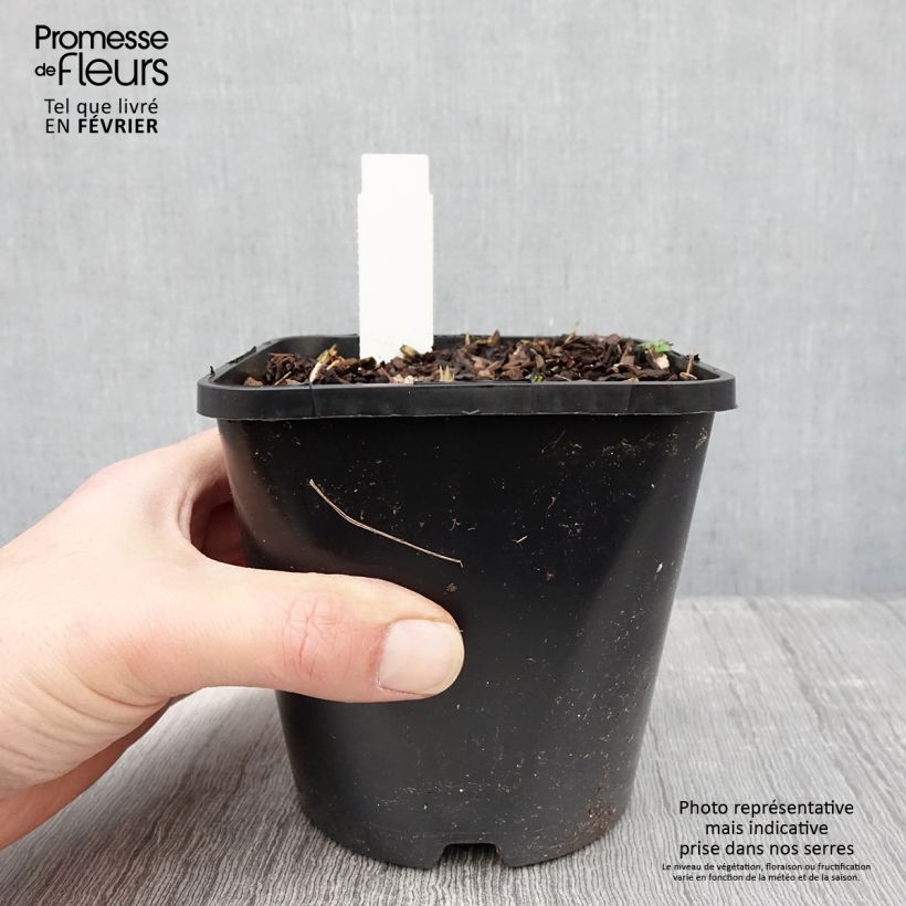 Hosta Forbidden Fruit Pot de 1,5L/2L sample as delivered in winter