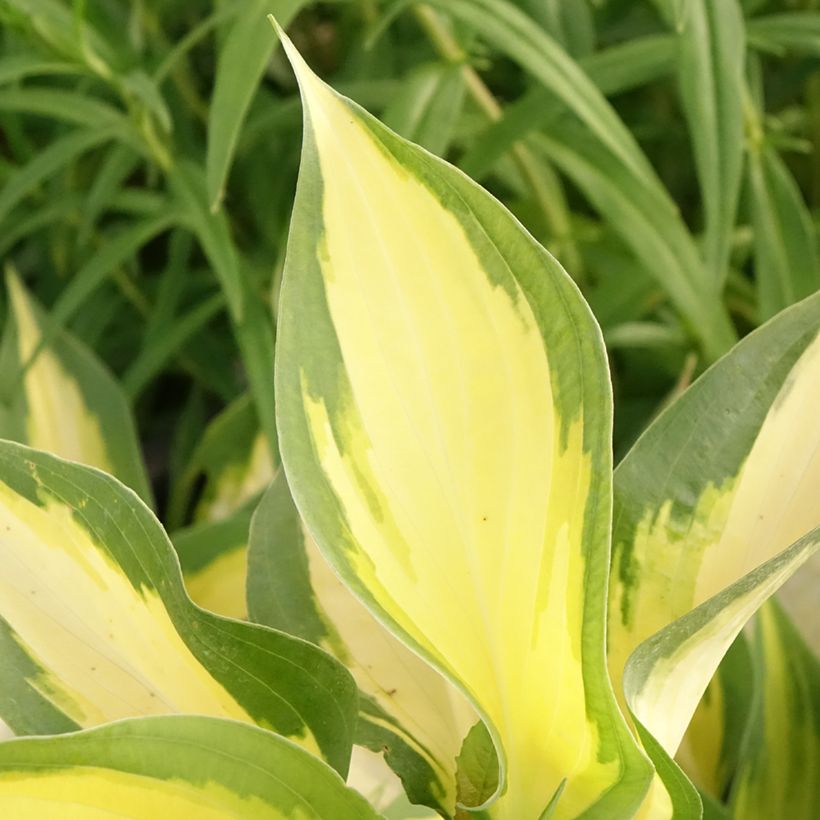 Hosta Forbidden Fruit (Foliage)