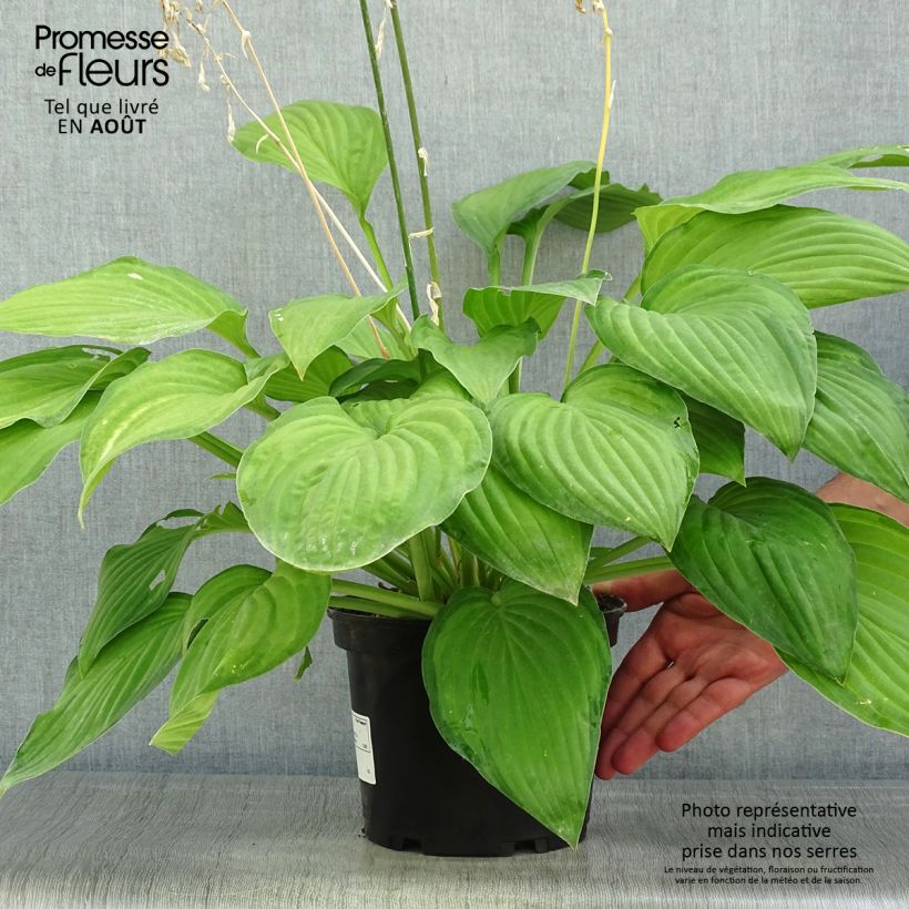 Hosta fortunei albopicta 2L/3L pot sample as delivered in summer