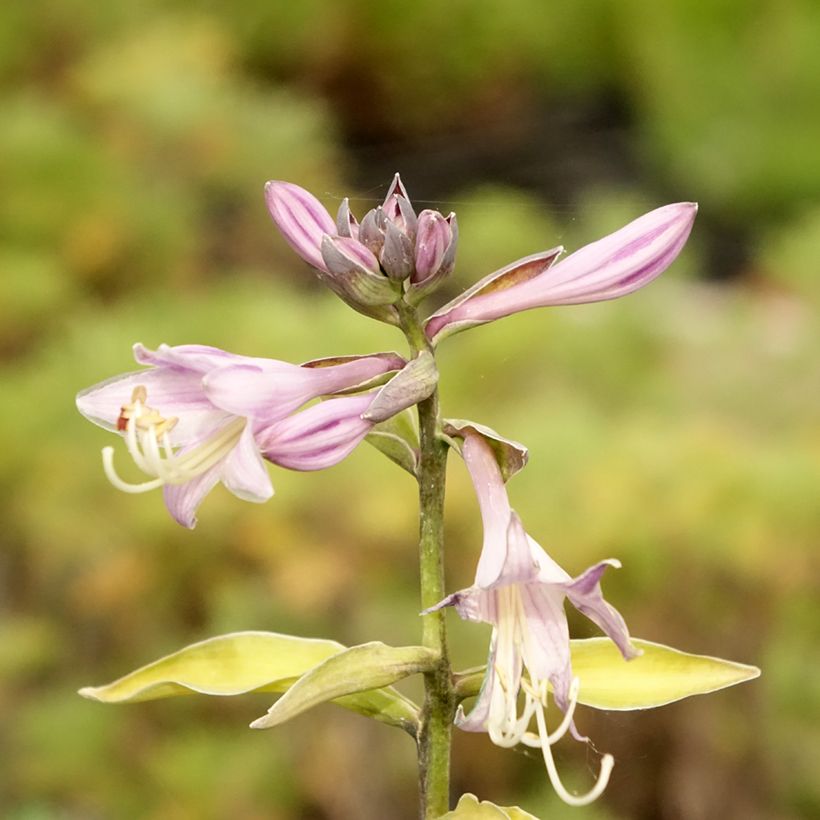 Hosta fortunei Gold Standard (Flowering)