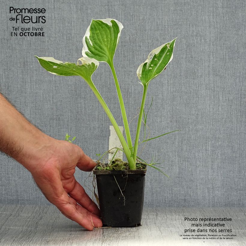 Hosta fortunei Patriot 8/9 cm pot sample as delivered in autumn